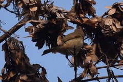Phylloscopus collybita