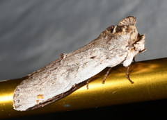 Lirimiris auriflua