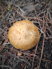 Inocybe