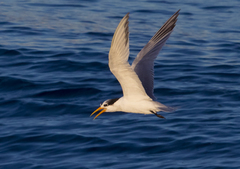 Thalasseus bengalensis