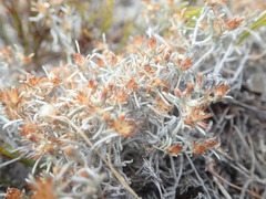 Helichrysum cylindriflorum