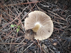 Inocybe