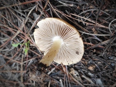 Inocybe