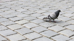 Columba livia domestica