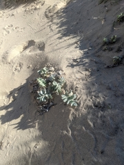 Cirsium rhothophilum