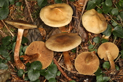 Cortinarius veneto-occidentalis