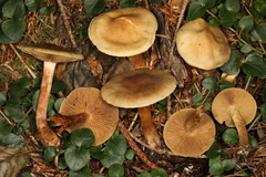 Cortinarius veneto-occidentalis
