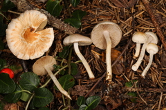 Inocybe armeniaca