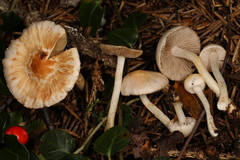 Inocybe armeniaca