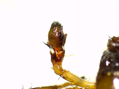 Amaurobius erberi