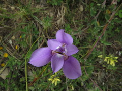 Ennealophus foliosus