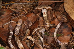 Cortinarius flexipes