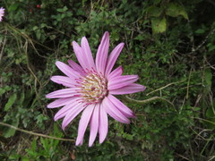 Chaptalia hieracioides