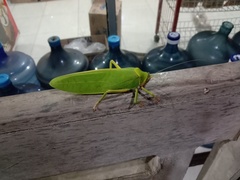 Pseudophyllus neriifolius