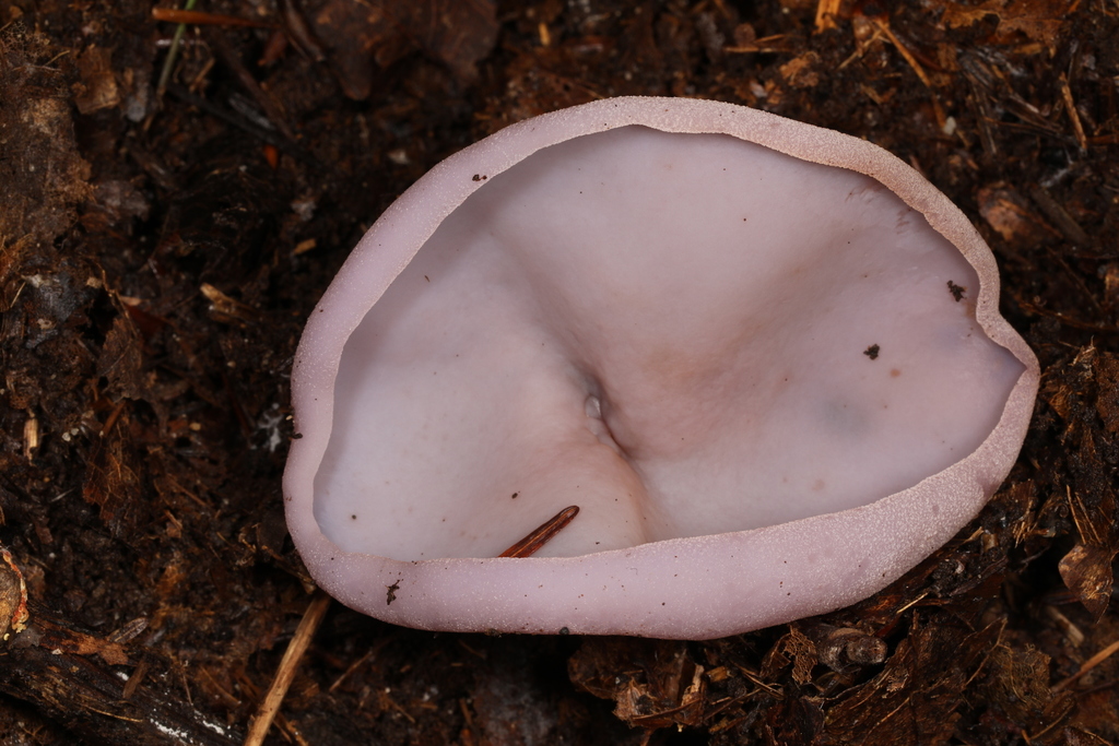 Pezizas, Desert Truffles, and Allies from Cook Forest State Park