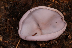 Peziza griseorosea