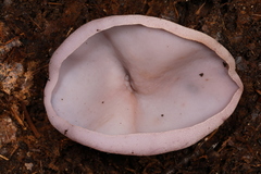 Peziza griseorosea