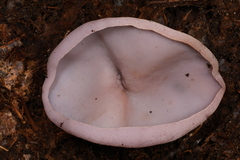Peziza griseorosea