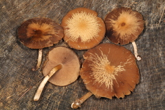 Psathyrella carinthiaca