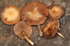 Psathyrella carinthiaca