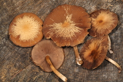 Psathyrella carinthiaca