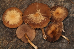 Psathyrella carinthiaca