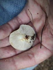 Inocybe