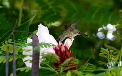 Anthracothorax prevostii