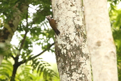 Chloropicus xantholophus