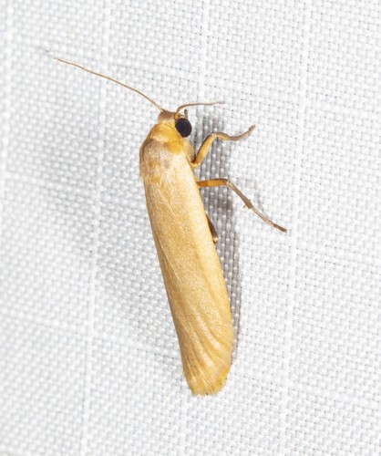 Representative image of Eilema