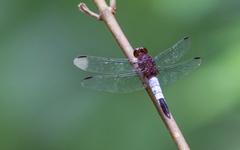 Hadrothemis coacta