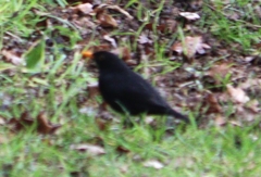 Turdus merula