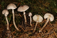 Lepiota felina