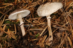 Lepiota felina