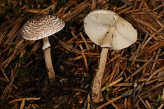 Lepiota felina