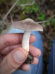 Tricholoma terreum