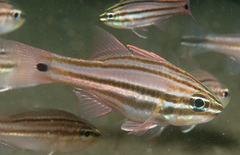 Four-Banded Soldierfish photo 4