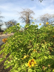 Cenostigma pyramidale