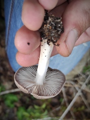 Tricholoma terreum