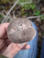 Tricholoma terreum