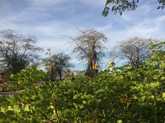 Cenostigma pyramidale