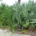 Saw Palmetto - Photo (c) Scott Zona, some rights reserved (CC BY-NC)