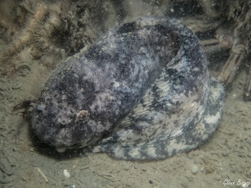 Common Seasnail, Galjoen Zonder Poen, Wemeldinge, photo 10 of 10