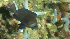 Hypoplectrus nigricans