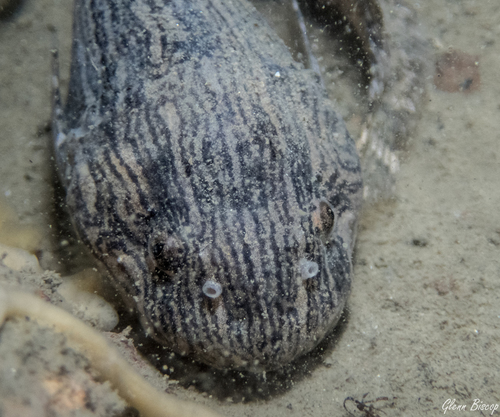 Common Seasnail, Galjoen Zonder Poen, Wemeldinge, photo 6 of 10