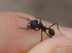 Acromyrmex lobicornis