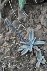 Thompsonella minutiflora