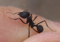 Acromyrmex lobicornis
