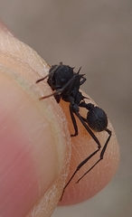 Acromyrmex lobicornis