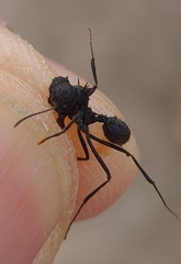 Acromyrmex lobicornis